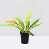 Philodendron Ring of Fire Plant 30cm