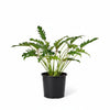 Philodendron Xanadu Air purifying Plant