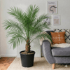 Phoenix Roebelenii Best Selling Plant