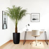Pygmy Date Palm / Phoenix Roebelenii in Black Ceramic Pot