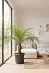 Phoenix Roebelenii - Miniature Date Palm | UAE's Good Greens!