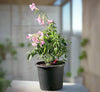 Pink Trumpet Vine - Podranea Ricasoliana - 0.4-0.5m