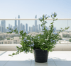 Plumbago Capensis (40 - 50cm) | UAE's Good Greens!