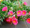 Hanging Colorful Portulaca Umbraticola