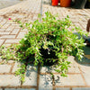9cm Potted Portulaca Umbraticola - Sun-Loving Succulent