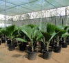 Fiji Fan Palm - Pritchardia Pacifica (80-100cm) | UAE's Popular Green!
