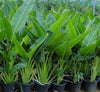 Travellers Palm Ravenala Madagascariensis Plant