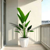 Madagascar Traveller's Palm in Rolled Rim Pot size 48x37- 1.2-1.5m plant