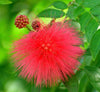 🌺 Red Powder Puff Plant - Haematocephala Hassk 0.7-0.8m