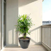 Rhapis Excelsa "Lady Palm سيدة النخيل or Miniature Fan Palm" in Rolled Rim Pot 37x30cm