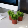 Rhipsalis Ornamental Epiphytic Cactus! Plant (10-15cm)