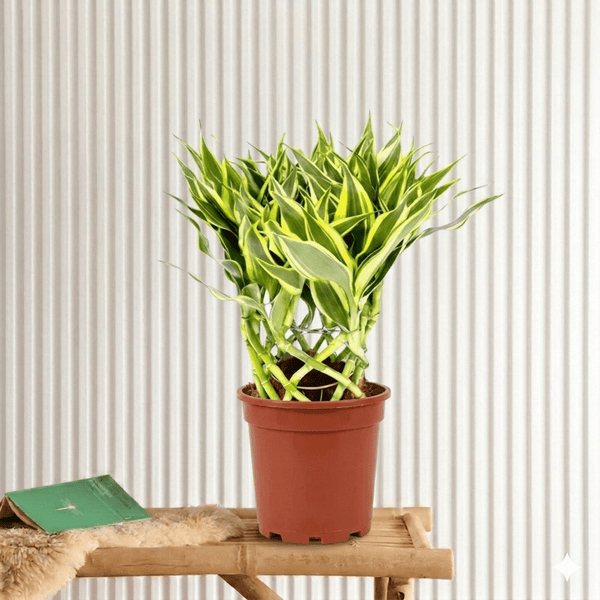 Ribbon Dracaena Sanderiana Indoor plant – Plant Shop AE