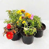 Rose Moss - Portulaca Grandiflora (9cm pot) | Dubai Gardens Glory!