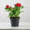 Mix Rose Outdoor plant