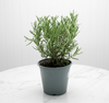 Officialis Fragran Indoor Rosemary Herb Plant