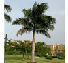 Royal Palm Tree - Roystonia Regia | UAE's Best Sellers!