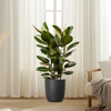 Large Rubber Plant in Black Ceramic Pot (80-100cm)