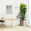 Rubber Plant Tall 3pp 1.2 to 1.5 Office Plant (Holland)