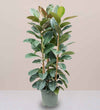 Rubber Ficus Elastica Plant 3pp (1.2 to 1.5m)