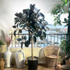 Rubber Ficus elastica Tree (1.5–1.8m)