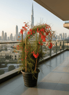Russelia Equisetiformis "Coral Plant - Firecracker Plant" (0.6-0.8) | Dubai Garden Glory!