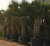 Cabbage Palm - Sabal palmetto (2.0-2.5m) | UAE's Top Plants Collection!