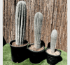 Saguaro Cactus Cacti & Succulents Plant