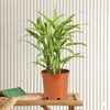 Sanderiana Gold Dracaena Indoor plant