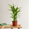 Sanderiana Dracaena Green Indoor Plant