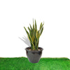 Sansevieria Trifasciata Laurentii or Snake Plant in Rolled Pot