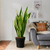 Sansevieria Trifasciata Laurentii Snake Plant
