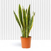 Snake Plant Deluxe Sansevieria Trifasciata Air Purifying indoor Plant