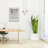 Sansevieria Trifasciata "Snake Plant" in Grp Square Pot 40x40 | UAE's Popular Indoor Plant!