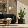 Sansevieria Trifasciata or Snake Plant in Grp Pot