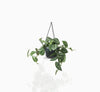 Satin Pothos Interior Decor Hanging Plant