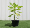 Scaevola Frutescens | Dubai's Good Greens!