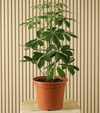 Dwarf Umbrella Tree Schefflera Arboricola Compacta