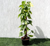 Brasil Beauty Scindapsus tall Plant 80-90cm