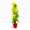 Golden Scindapsus Money Plant (80-90cm)
