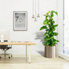 Scindapsus Marble Queen Money Plant or Epipremnum aureum كرمة المال