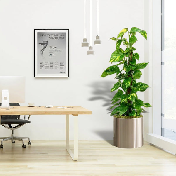 marble money plant care Scindapsus Marble Queen Money Plant or Epipremnum aureum كرمة المال – Plant  Shop AE