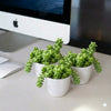 Sedum Burrito Trailing Succulent Plant (5-10cm)
