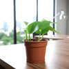 Small Epipremnum Money Plant