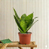 Snake Plant Birds Nest Best Air Purifier Plant