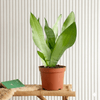Snake Plant Moon Shine Houseplant (25-30cm)