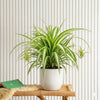Spider or Air Indoor Plant (Chlorophytum Comosum, Variegatum)