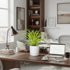 Spider Plant or Air Plant (Chlorophytum Comosum 'Variegatum') in Ceramic Pot | UAE's Lush Houseplant