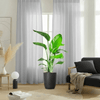 Strelitzia 🕊️ Bird of Paradise Plant | Dubai's Favorite Greens!