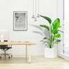 Strelitzia Nicolai - Bird of Paradise Plant طائر الجنة in Grp Square Pot 40x40 | UAE's Lush Greens!