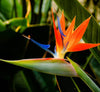 Bird of Paradise - Strelitzia Reginae (0.6-0.8m) | Dubai's Lush Greens!